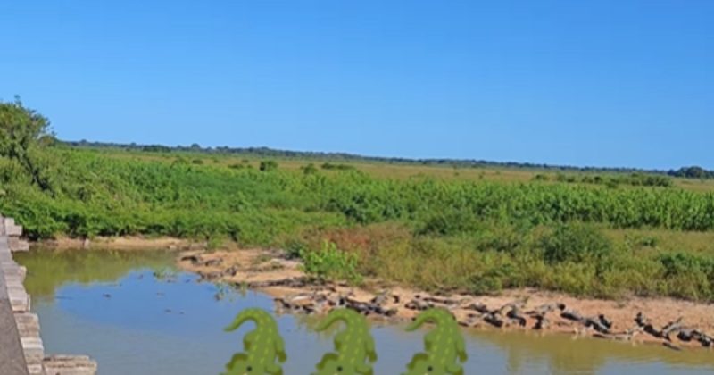 Dezenas de jacarés dentro e fora d'água.