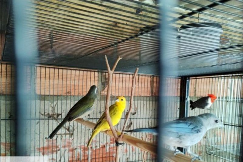 Aves nativas e gaiolas foram apreendidas em Chapecó 