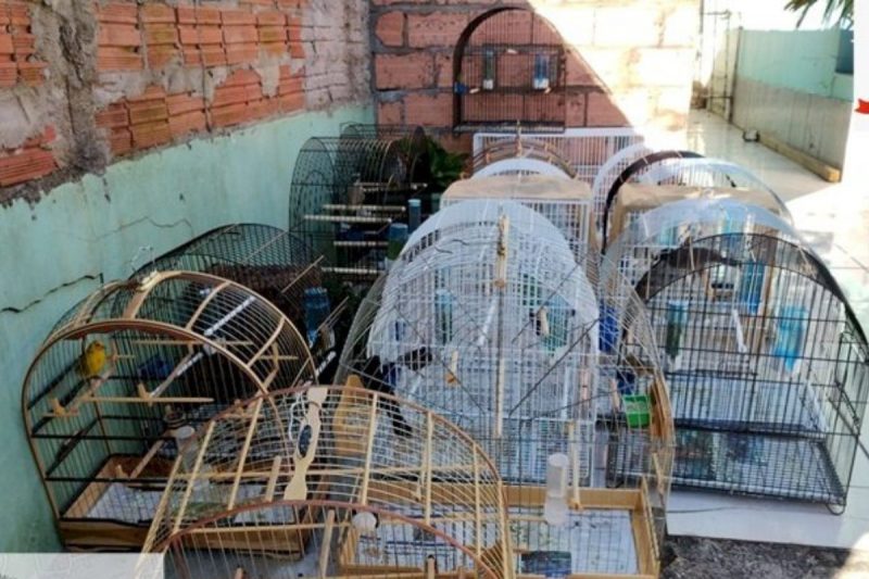 Aves nativas foram localizadas em um bairro de Chapecó 