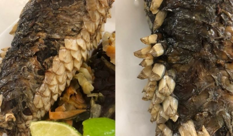 Peixe estranho em restaurante da UFSC foi alvo de críticas ao RU da universidade