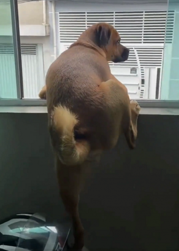 Cachorro se equilibra para conseguir fofocar