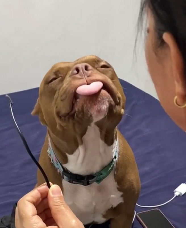 Akira, uma pitbull debochada bagunceira viralizou ao estragar carregador