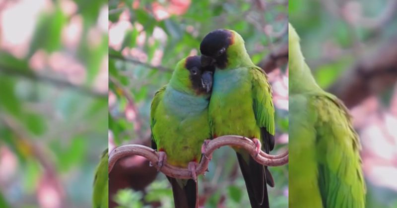 O registro de um casal de periquito-de-cabe&ccedil;a-preta no Pantanal mostrou a pureza do amor verdadeiro. – Foto: @nunespantanal/Internet/Reprodu&ccedil;&atilde;o/ND