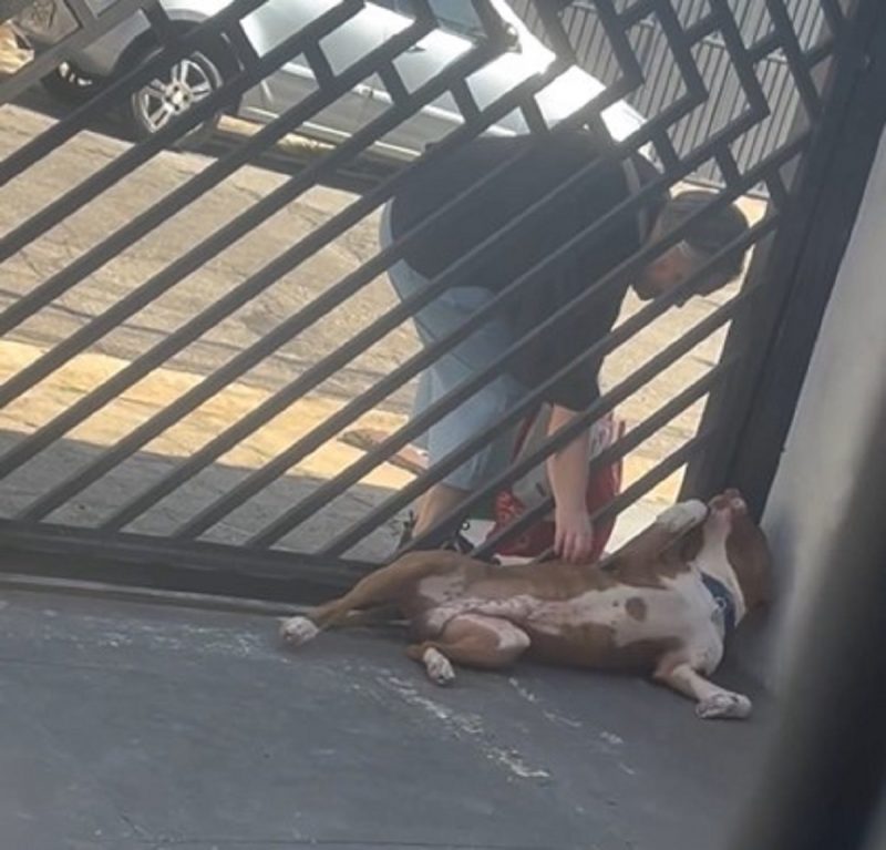 Pitbull carente deitado e recendo carinho na barrida de uma senhora 