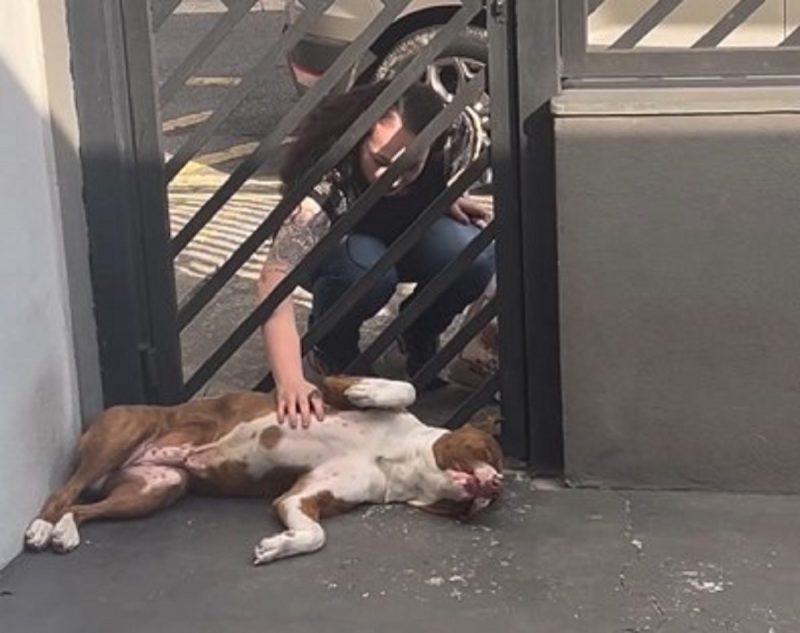 Pitbull carente deitado no chão recebendo carinho de mulher 