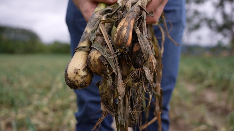 Agricultura de SC: perdas nas plantações causam aproximadamente 1.019.206.500,00 em danos para produtores