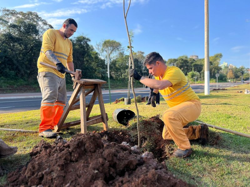 Mudas estão sendo plantadas no prolongamento sul da Getúlio Vargas 
