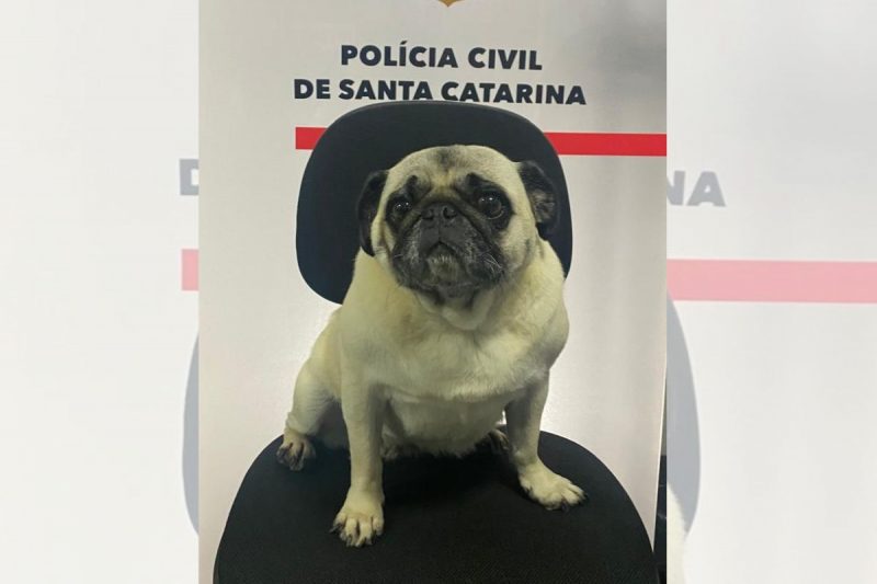 cachorra pug sentada em uma cadeira na delegacia de polícia civil após ser resgatada