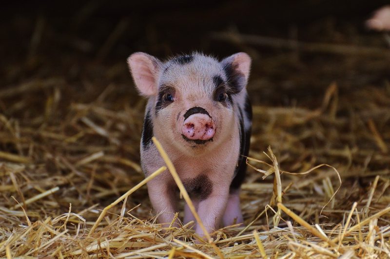 Porco faz parte da lista dos animais mais fofos do mundo 