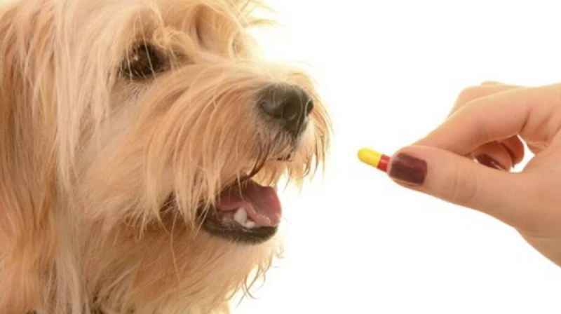 Cachorro prestes a receber remédio na boca