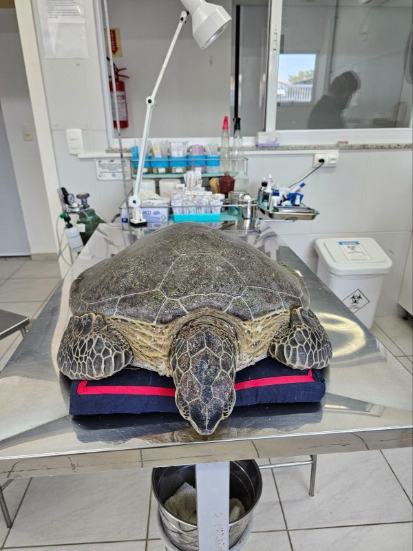 Tartaruga foi resgatada e seguir&aacute; para o Projeto Tamar – Foto: PMP