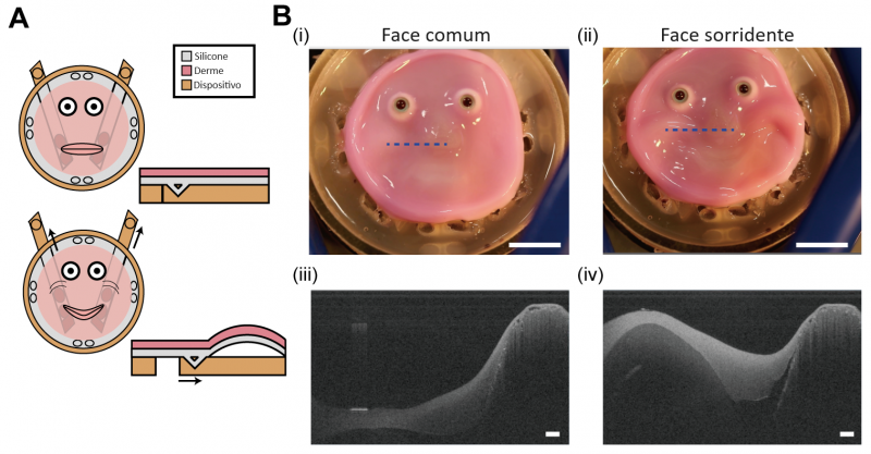 O artigo publicado mostra como funciona o esquema para fazer a pele artificial se mover na estrutura dos robôs - Foto: Divulgação/Cell Reports Physical Science