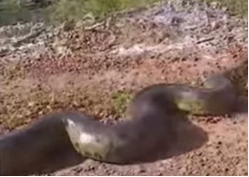 Sucuri trava estrada no Maranhão