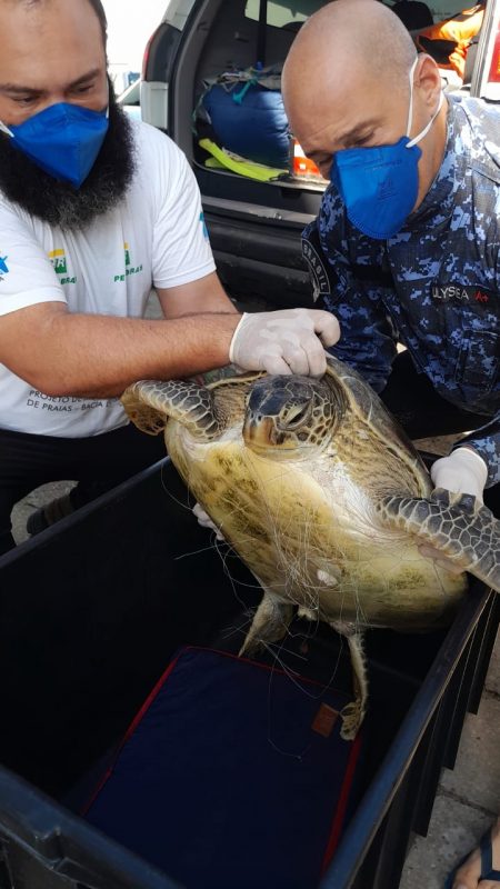 Animal estava envolto pela rede de pesca – Foto: Anjos do Mar