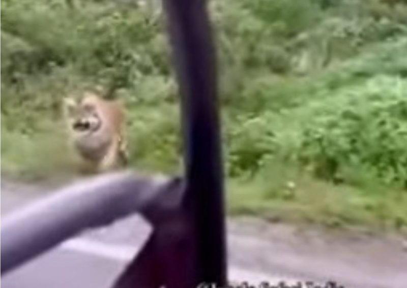 Tigre mostra quem manda em safári