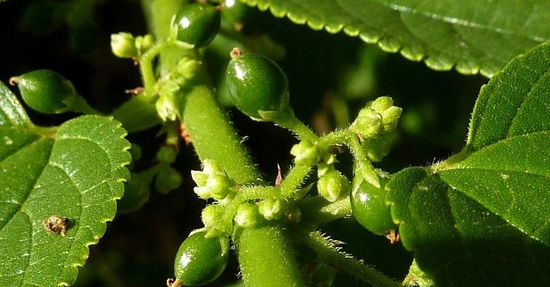 Erva daninha pode ser uma solu&ccedil;&atilde;o para a legaliza&ccedil;&atilde;o do canabidiol – Foto: Reprodu&ccedil;&atilde;o/ND