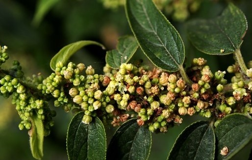 Pesquisadores descobrem composto de cannabis em planta espalhada pelo Brasil – Foto: Reprodu&ccedil;&atilde;o/ND