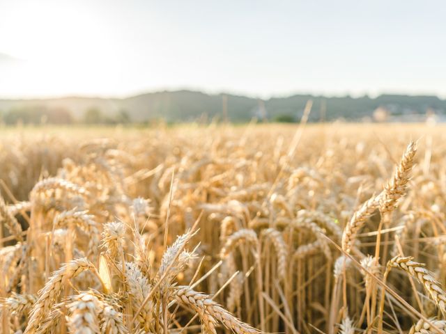 SAR estimula a produ&ccedil;&atilde;o de gr&atilde;os de trigo, cevada, aveia e centeio – Foto: Secretaria de Estado da Agricultura