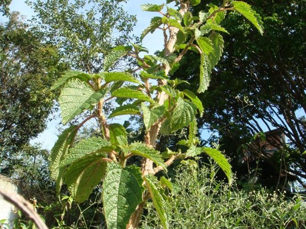 Planta conhecida por causar alergias pode ser muito benéfica para a saúde