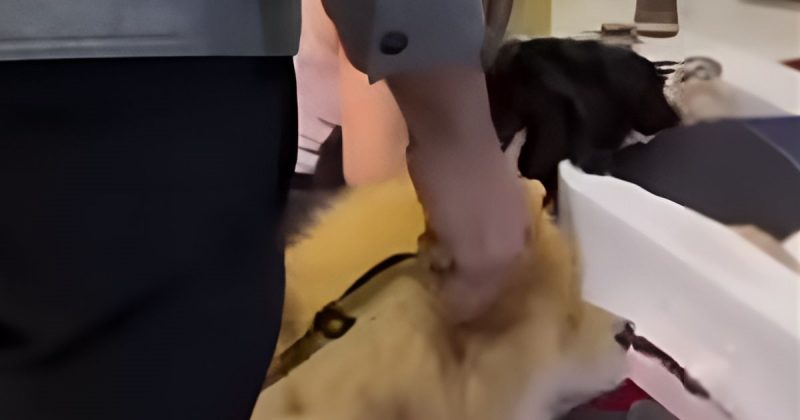 na imagem aparecem os cachorros lambendo o cantor Nahim para de despedir em velório