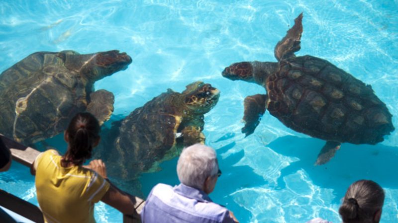 visitantes no projeto tamar