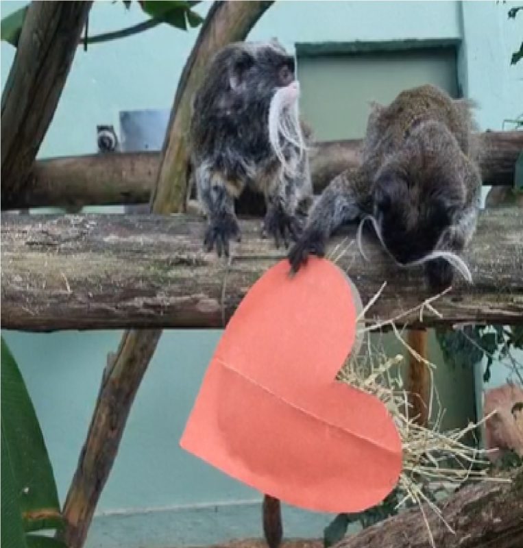 Animais segurando coração no Dia dos Namorados celebrado no Bioparque