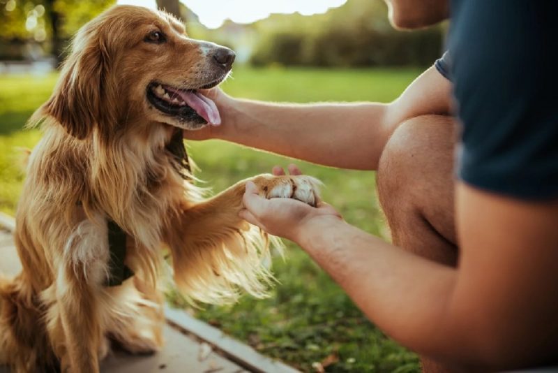 Golden Retriever cumprimentando o homem com a pata