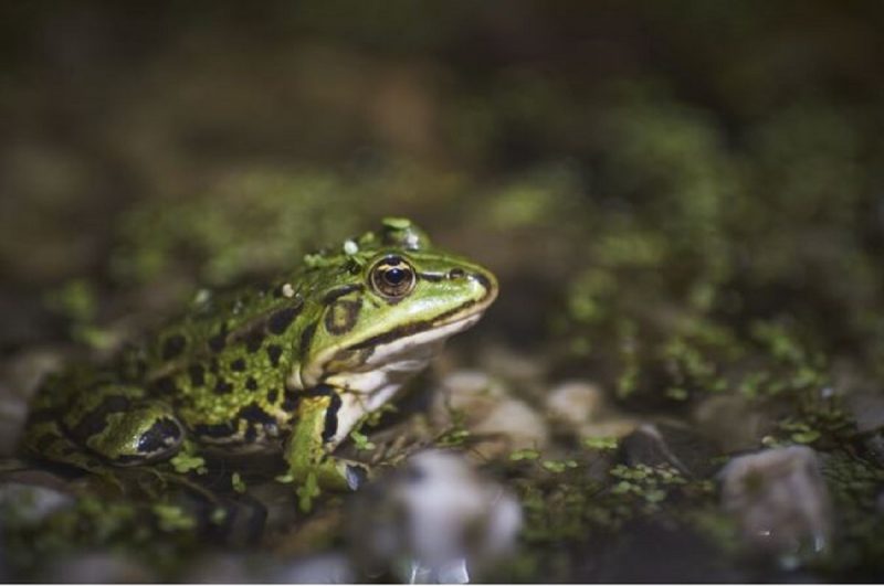 Sapo na natureza podem estar sumindo, diz biólogo 