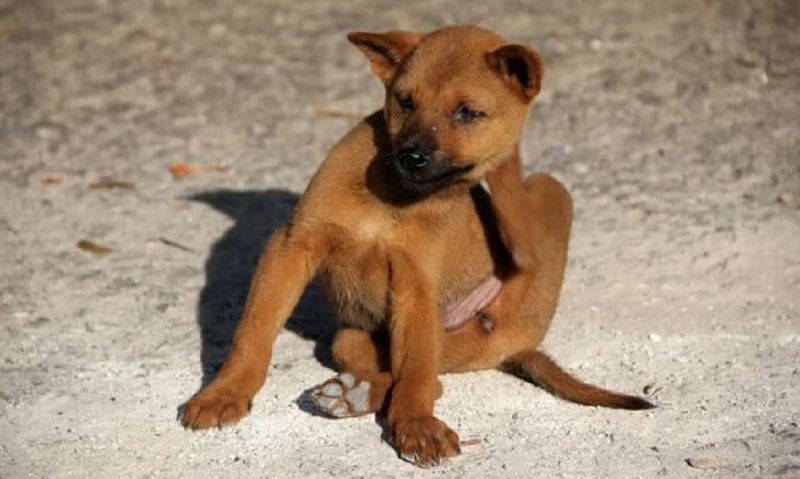 Cachorrinho se coçando na areia da praia 