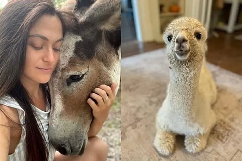 Adri Rachelle tem animais resgatados em casa e mostrou os gastos com alimentação, contas do veterinário e manutenção