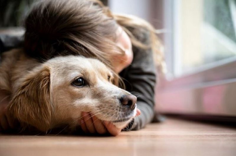 A ansiedade canina pode ser causada pela falta de um dos tutores 