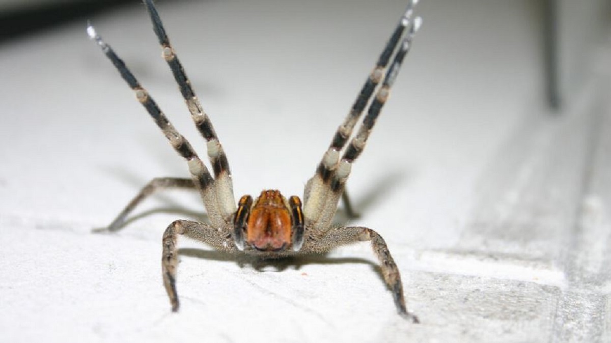 Aranhas lideram acidentes com animais peçonhentos em SC