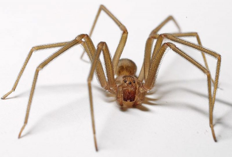 Aranha-marrom vista de perto em cenário branco