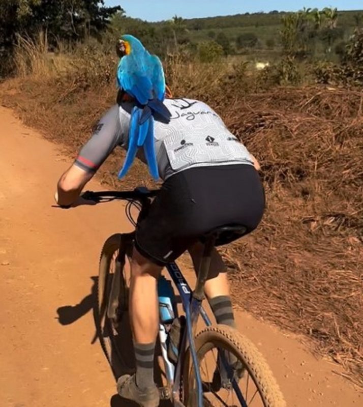 Arara-Canindé em ombro de ciclista