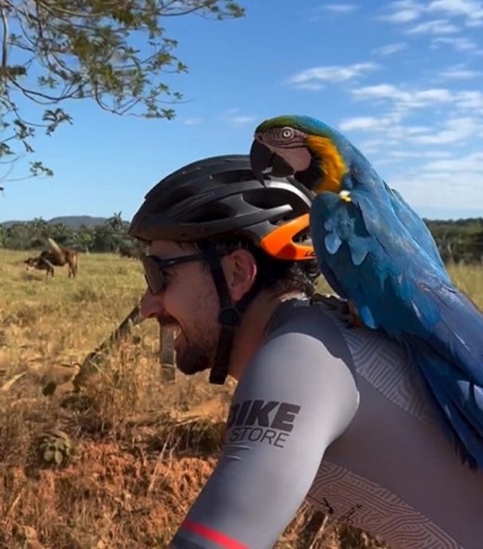 Arara-Canindé em ombro de ciclista