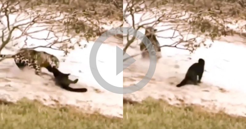 On&ccedil;a-pintada se depara com ariranha e tenta garantir sua janta, mas &eacute; surpreendida pelo animal – Foto: Internet/ Divulga&ccedil;&atilde;o