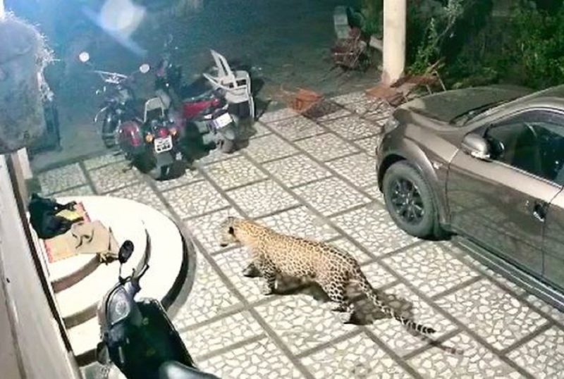 Cachorro que dormia tranquilamente é acordado com ataque de uma onça pintada 