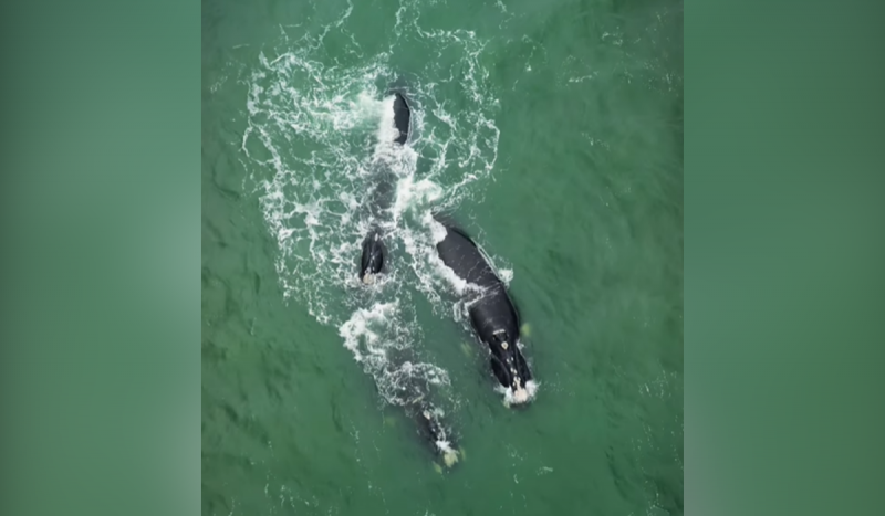 Baleias-francas nadando em meio a mar verde