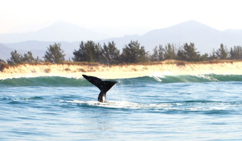 Cauda de baleia para fora do mar em praia de Santa Catarina