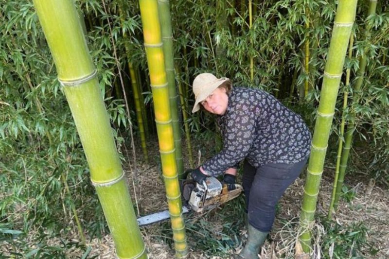 A Epagri compartilhou a experiência de uma propriedade dedicada a plantação de bambu. 