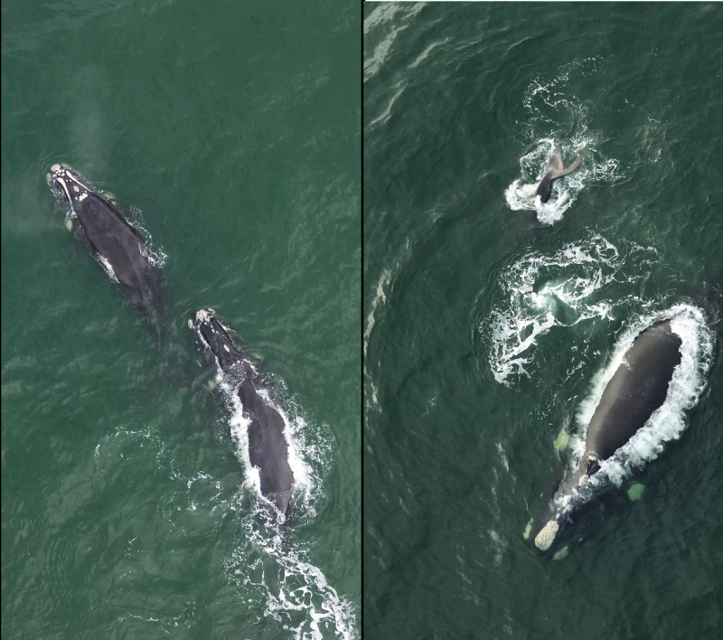 Baleias-francas puderam ser avistadas no litoral da Ilha de Santa Catarina, onde está localizada a cidade de Florianópolis - Foto: Theo Cardoso Richard/Reprodução/ND
