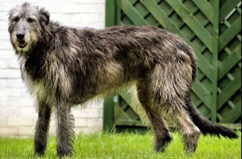 Bebrel Irlandês pode custar em média R$ 12 mil por filhote