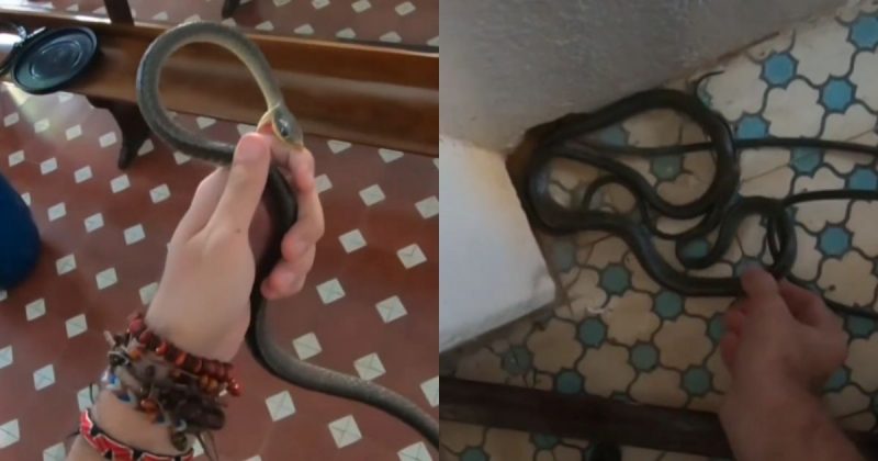 Cobra invade igreja e morde biólogo durante resgate em SC