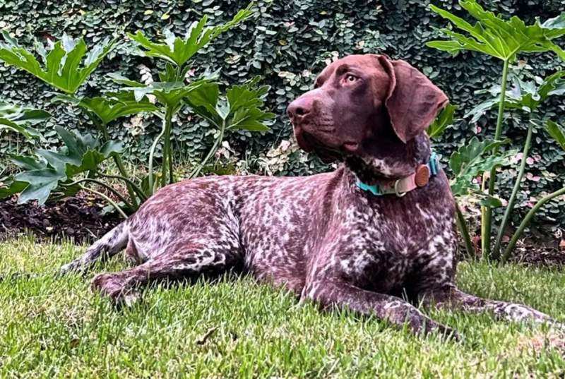 Bonnie, a cadela hermafrodita de Florianópolis