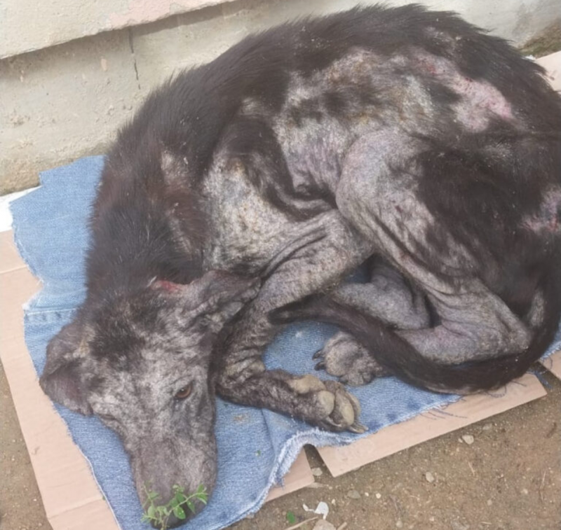 A cadela foi resgatada pela DIBEA de Palhoça e a tutora, presa por maus-tratos qualificado - Foto: Reprodução/PCSC