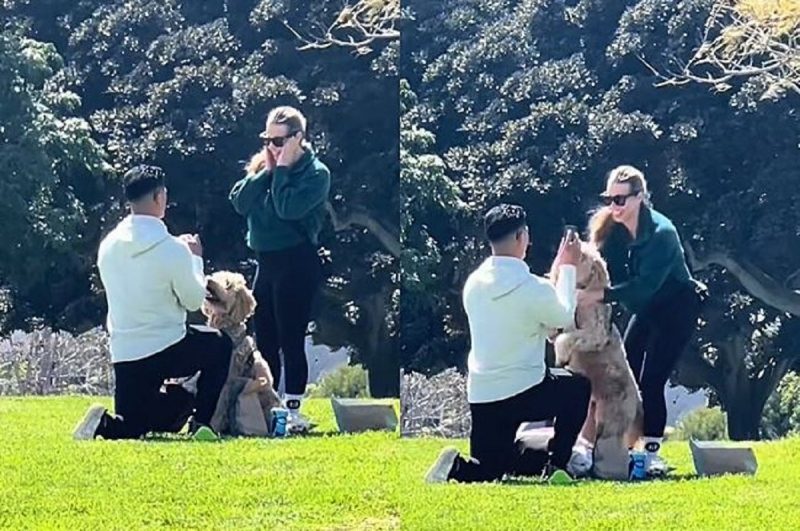 Penny, uma adorável Goldendoodle atrapalhada e o pedido de casamento dos tutores 