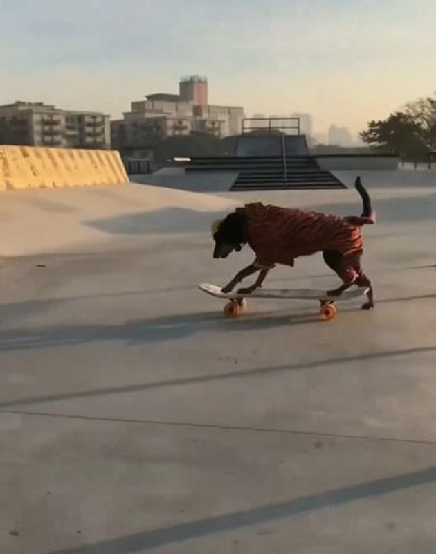 Mel é uma vira-lata skatista famosa na internet