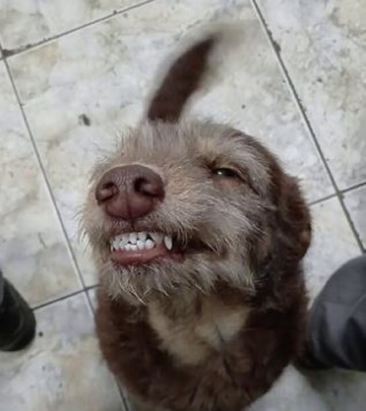 Cachorra debochada ganhou milhares de seguidores na internet com sorrisos