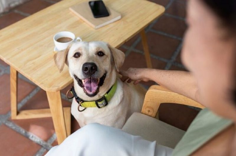 Cachorro sorrindo para dona 