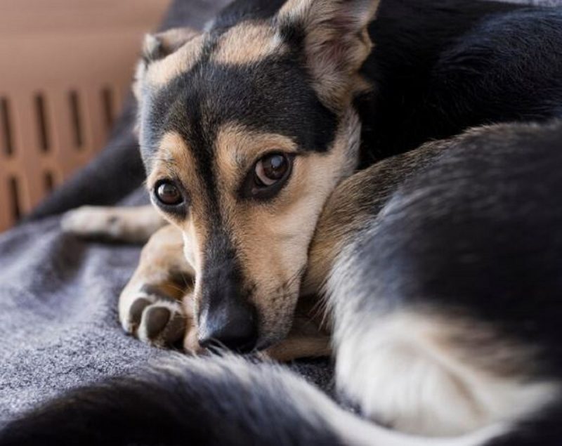 Rotinas devem ser criadas com os pets na residência e em áreas de lazer 